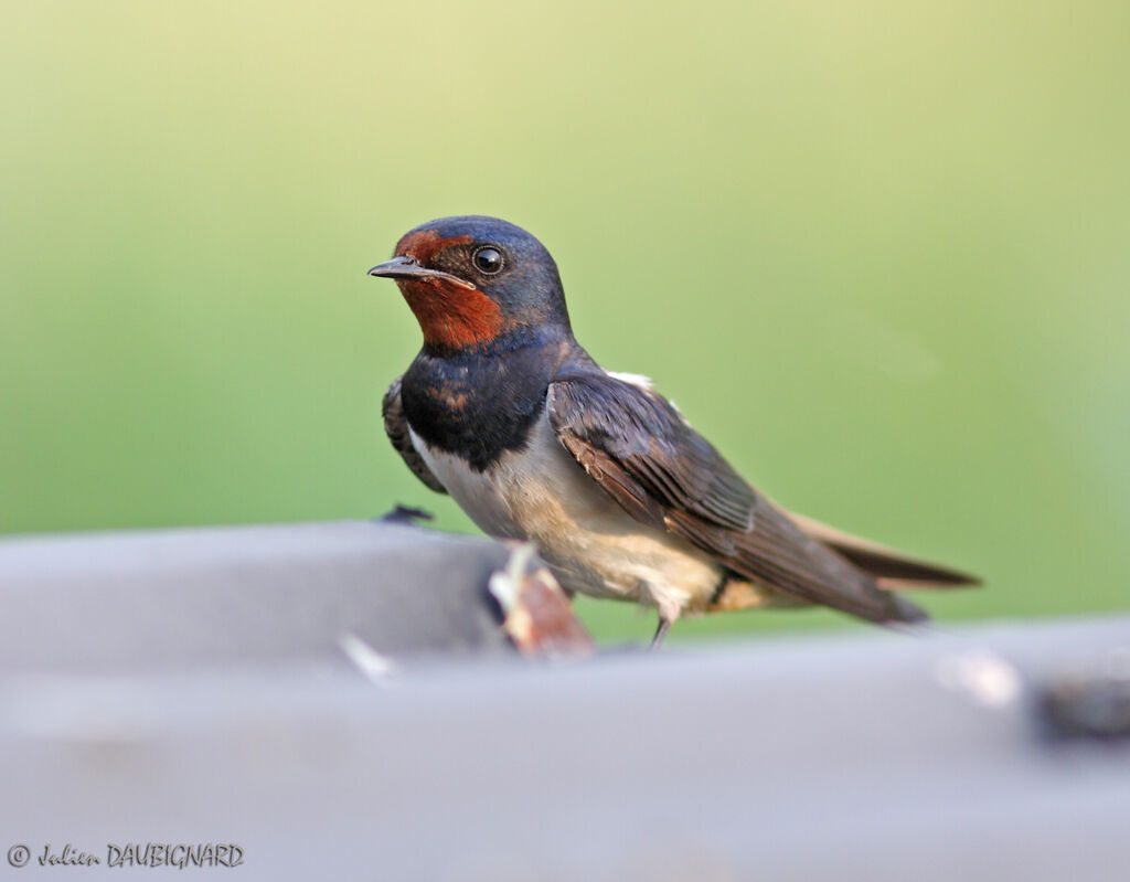 Hirondelle rustiqueadulte, identification