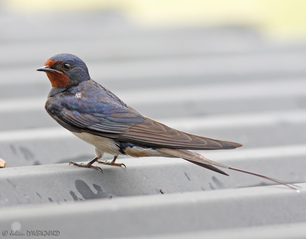 Barn Swallowadult, identification