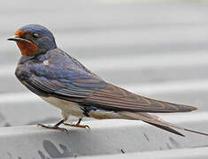 Barn Swallow