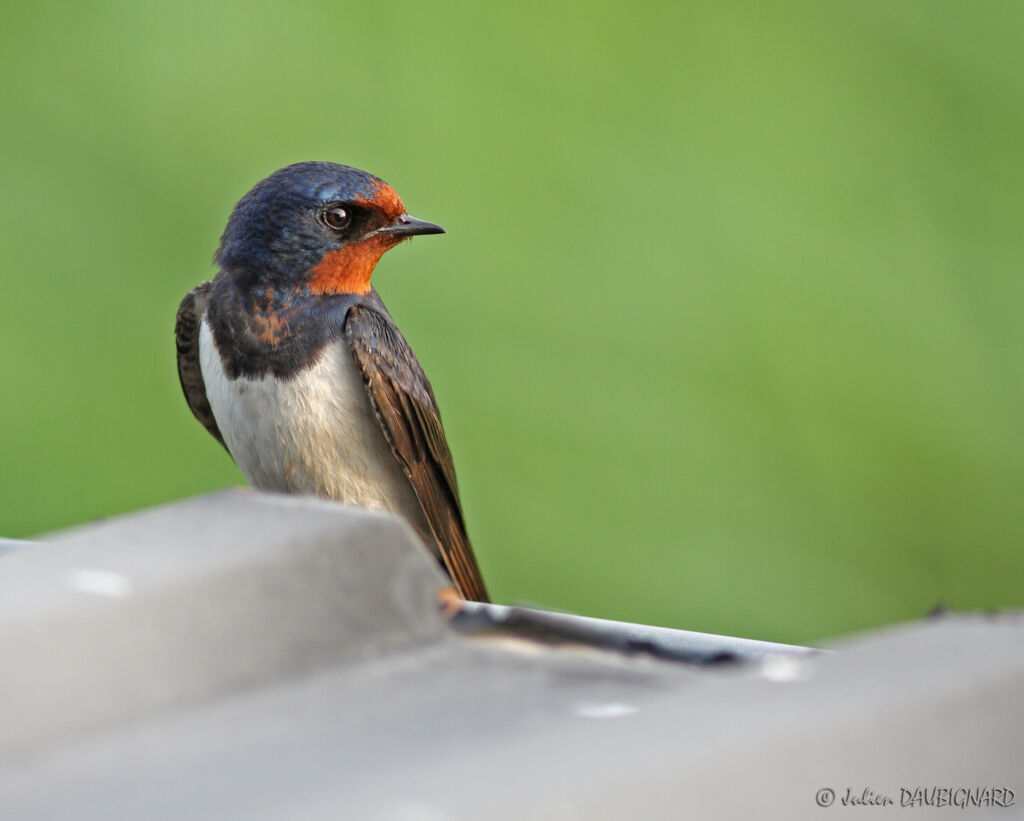 Hirondelle rustiqueadulte, identification