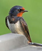 Barn Swallow