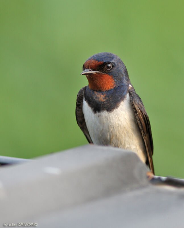 Barn Swallowadult, identification