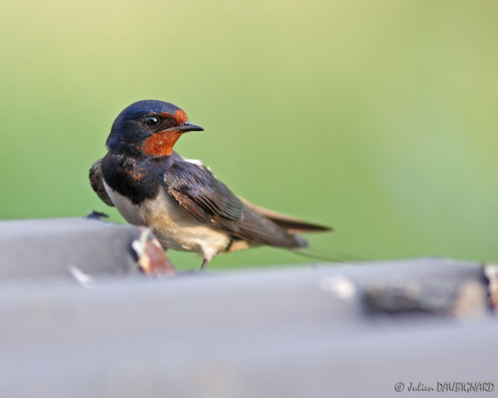 Hirondelle rustiqueadulte, identification