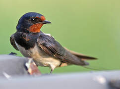 Barn Swallow