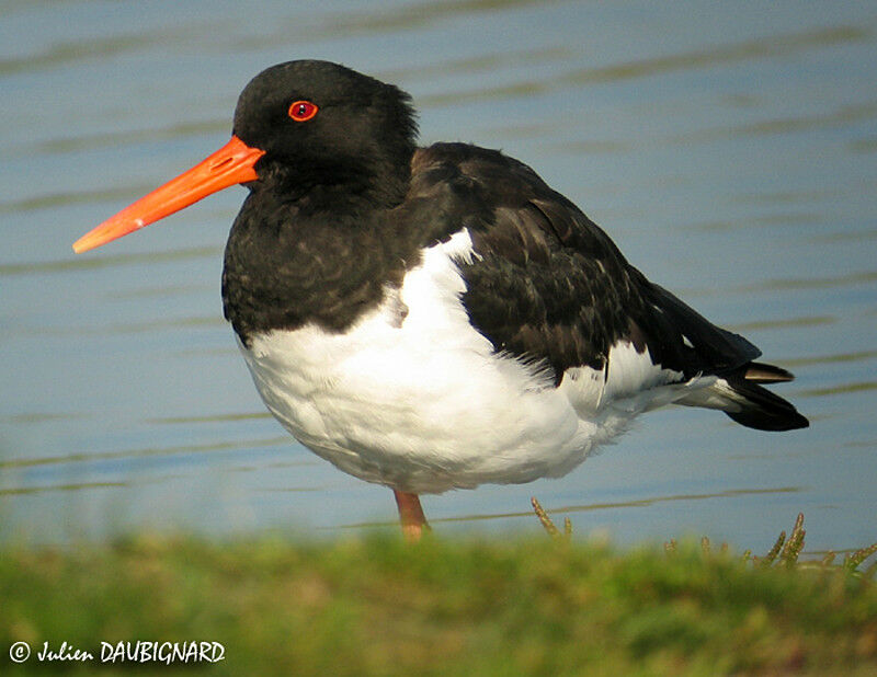 Eurasian Oystercatcher