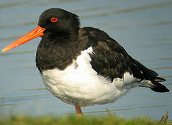 Eurasian Oystercatcher