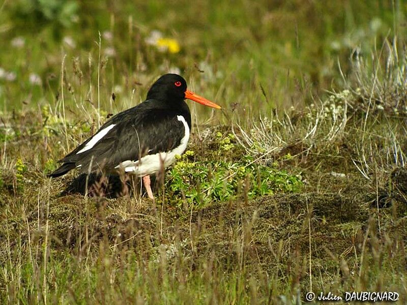 Eurasian Oystercatcher