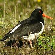 Eurasian Oystercatcher