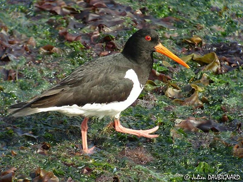 Eurasian Oystercatcher