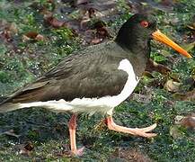 Eurasian Oystercatcher