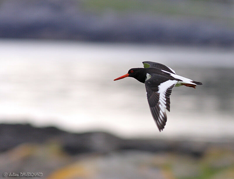 Eurasian Oystercatcher, Flight