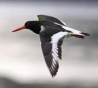 Eurasian Oystercatcher