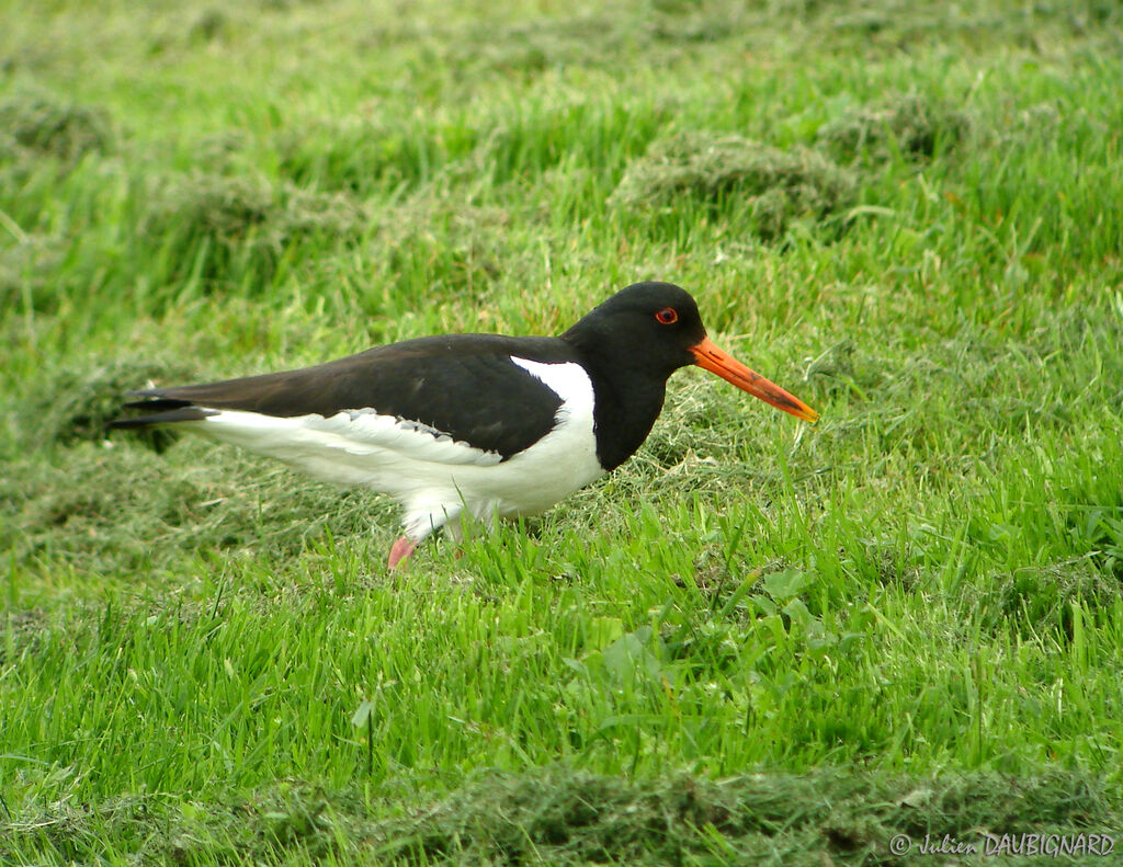 Eurasian Oystercatcher, identification