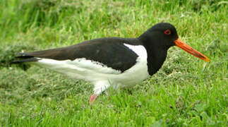 Eurasian Oystercatcher