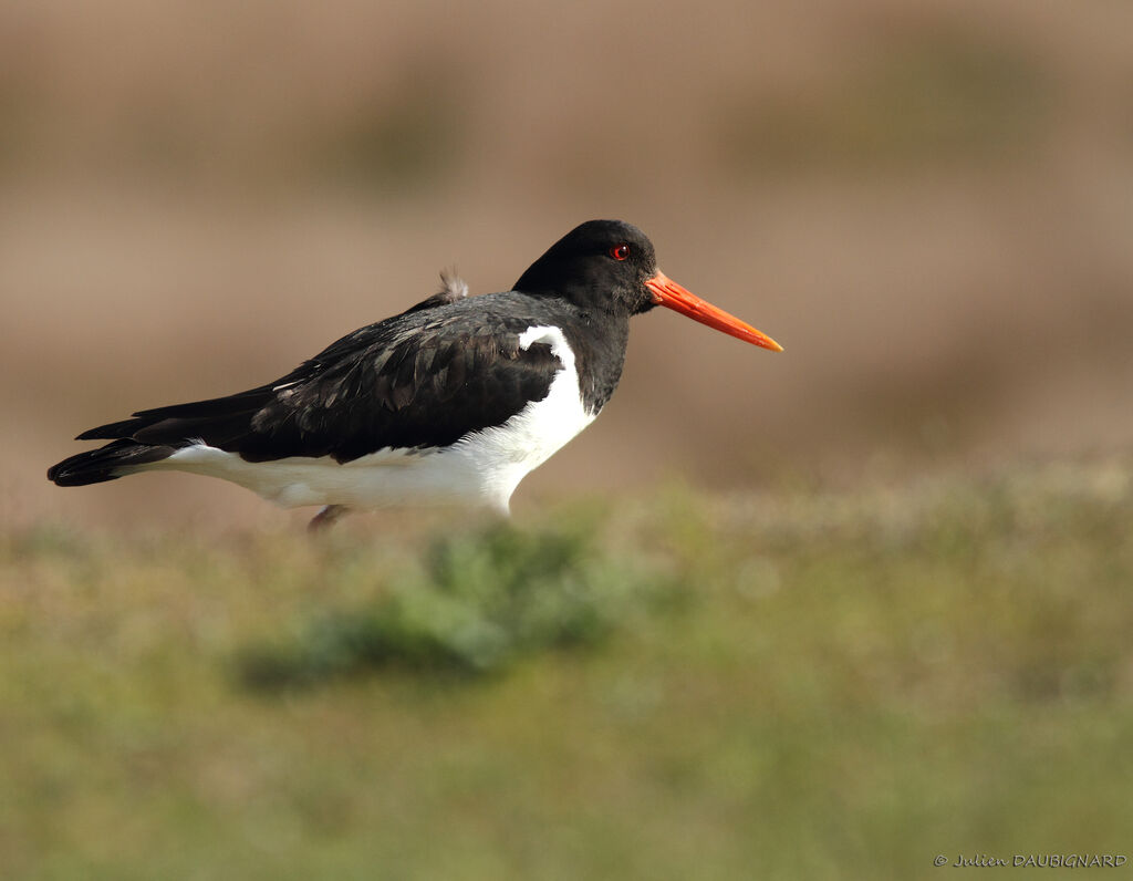 Eurasian Oystercatcher, identification