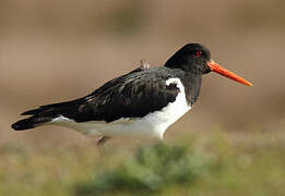 Eurasian Oystercatcher