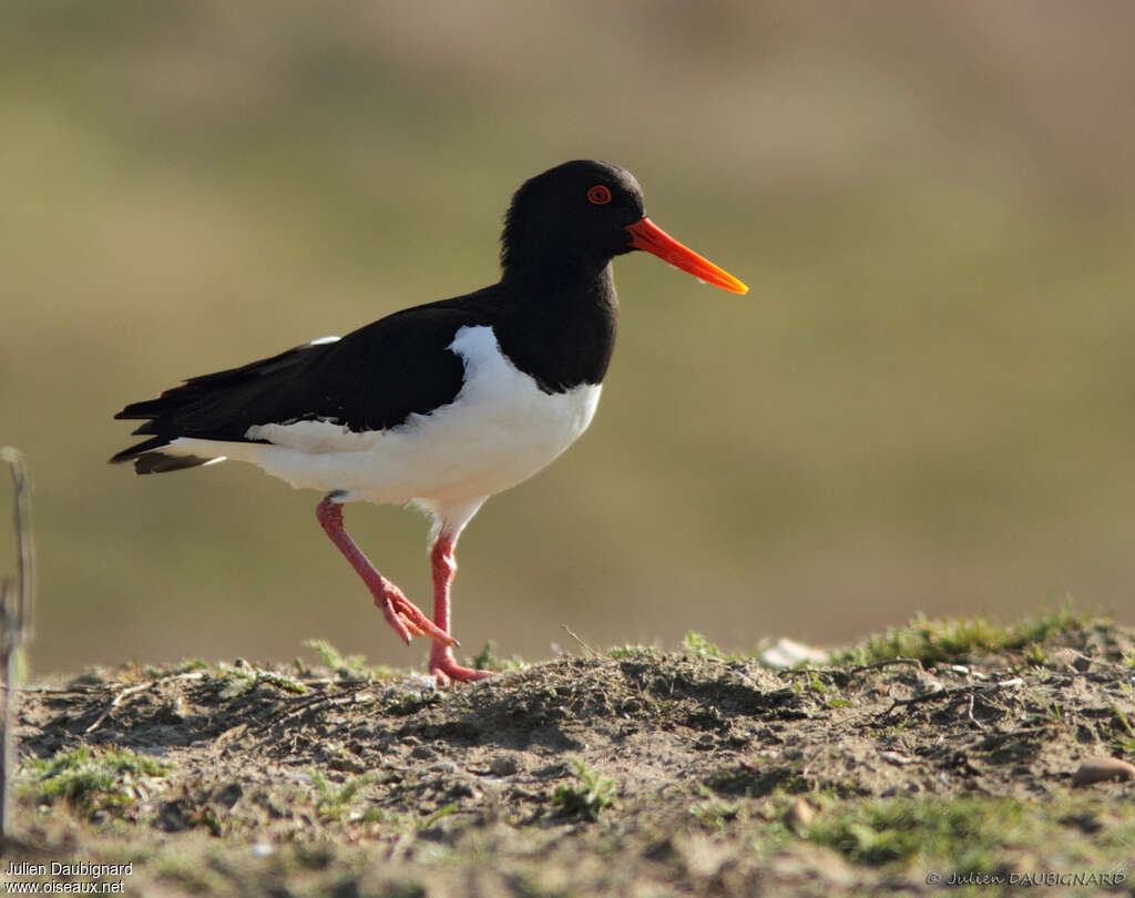 Eurasian Oystercatcher, identification