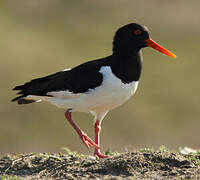 Eurasian Oystercatcher