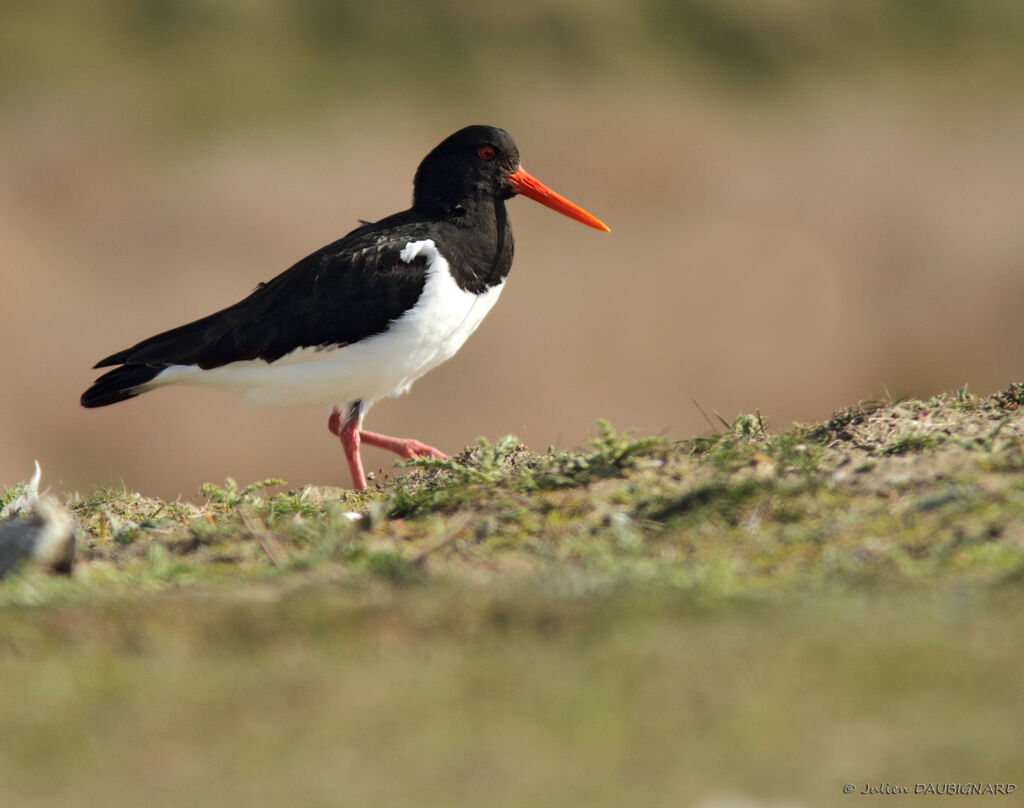 Eurasian Oystercatcher, identification