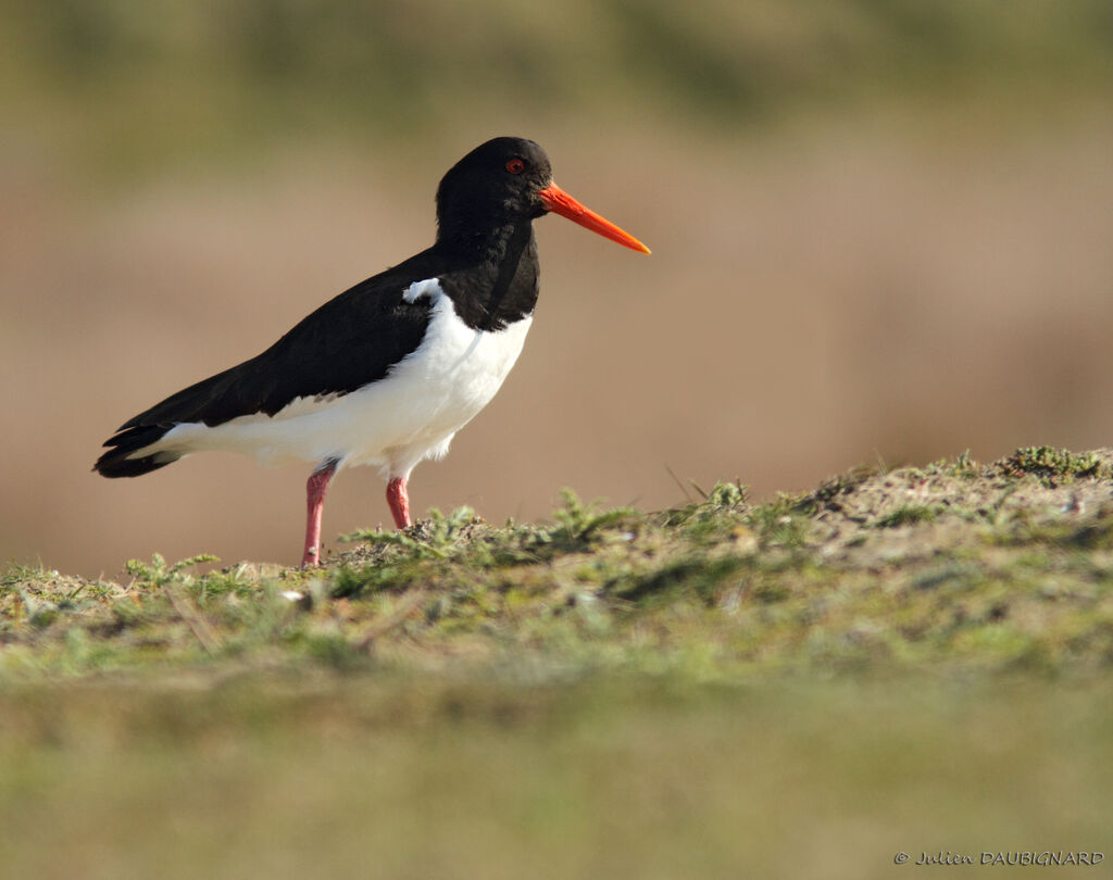 Eurasian Oystercatcher, identification