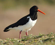 Eurasian Oystercatcher