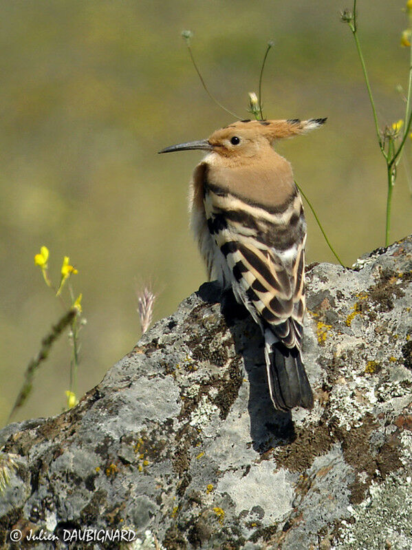 Eurasian Hoopoe