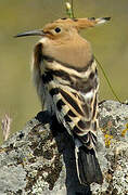 Eurasian Hoopoe