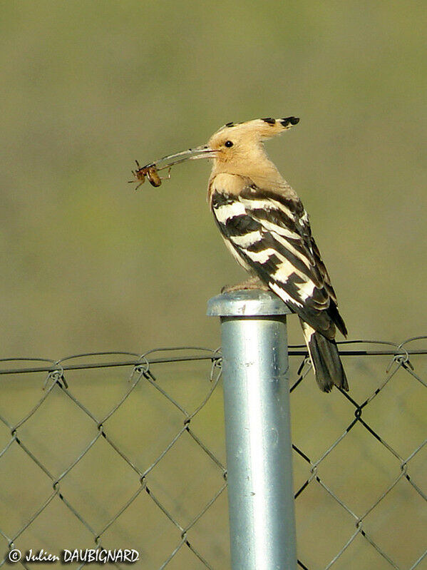 Eurasian Hoopoe