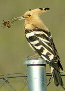 Eurasian Hoopoe