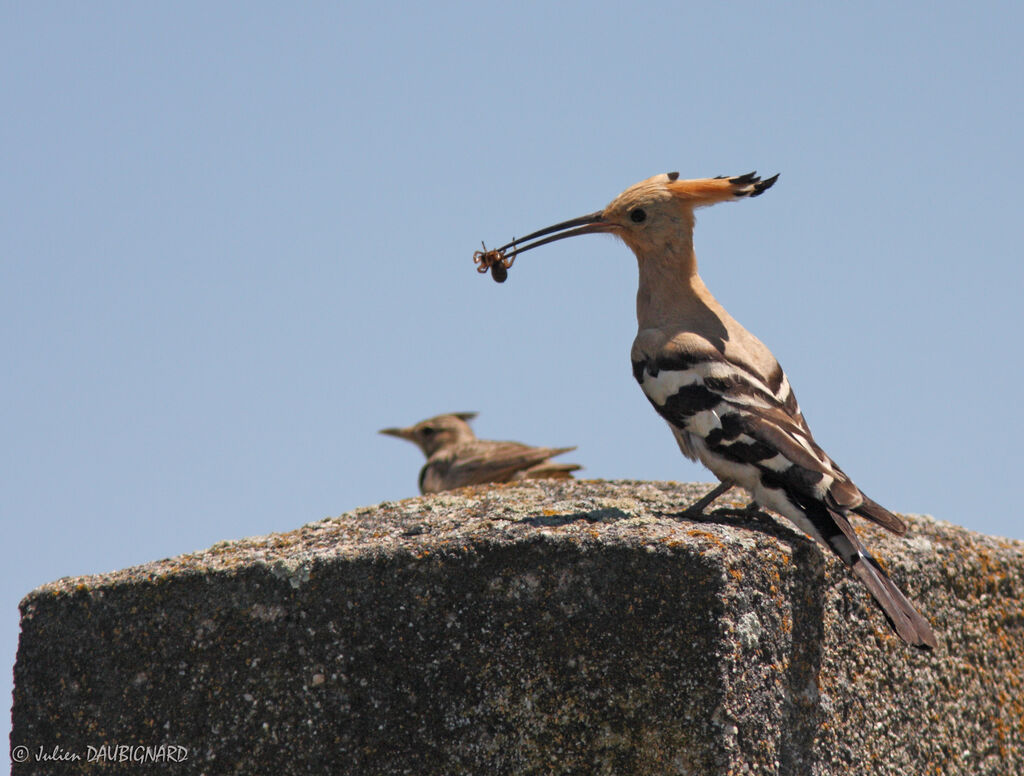 Eurasian Hoopoe, feeding habits