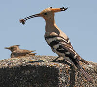 Eurasian Hoopoe