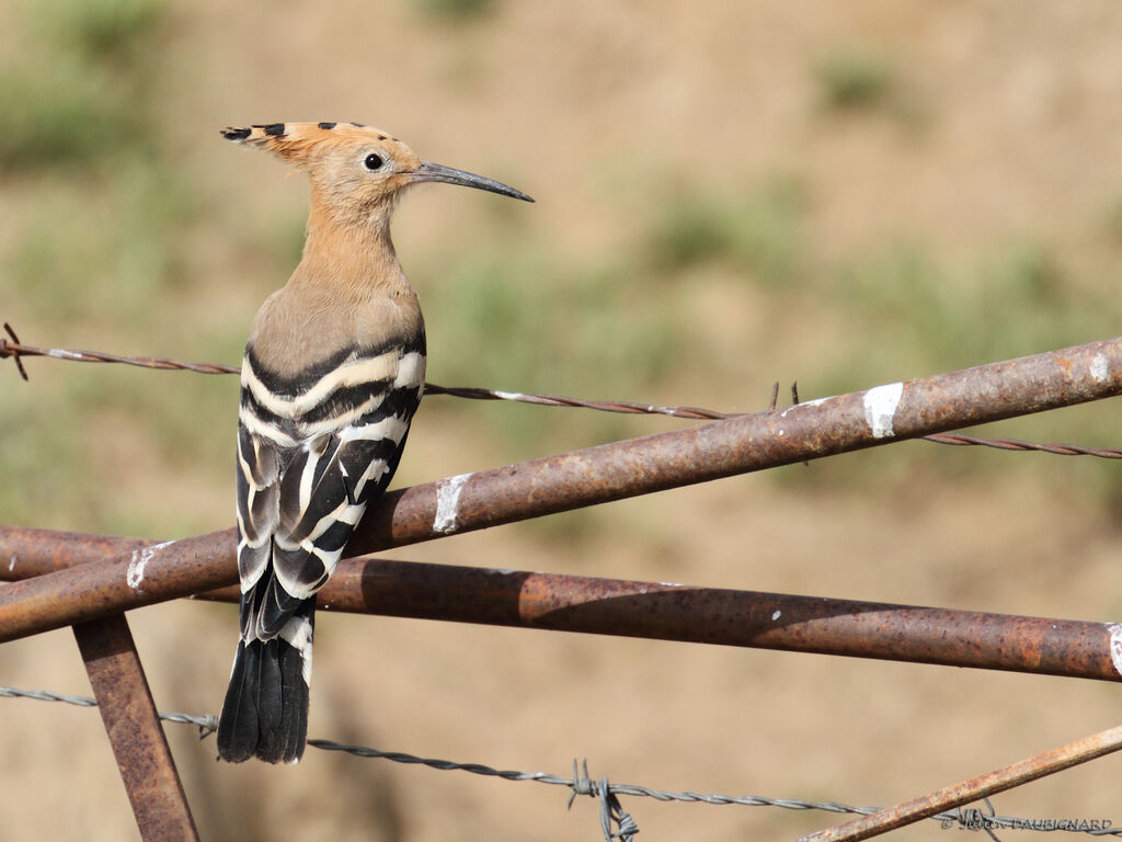 Huppe fasciée, identification