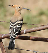 Eurasian Hoopoe