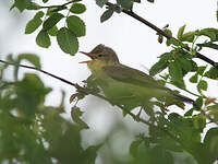Hypolaïs polyglotte
