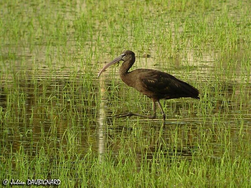 Ibis falcinelleimmature