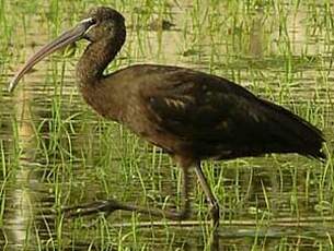 Ibis falcinelle