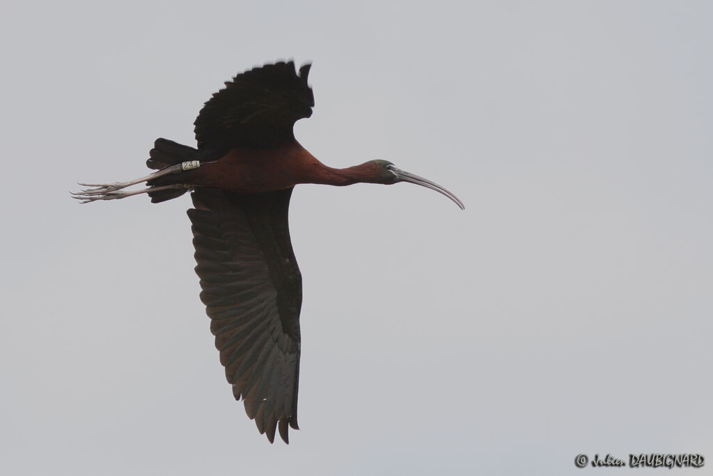 Ibis falcinelle, Vol