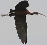 Glossy Ibis