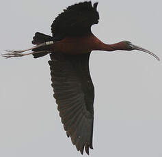 Ibis falcinelle