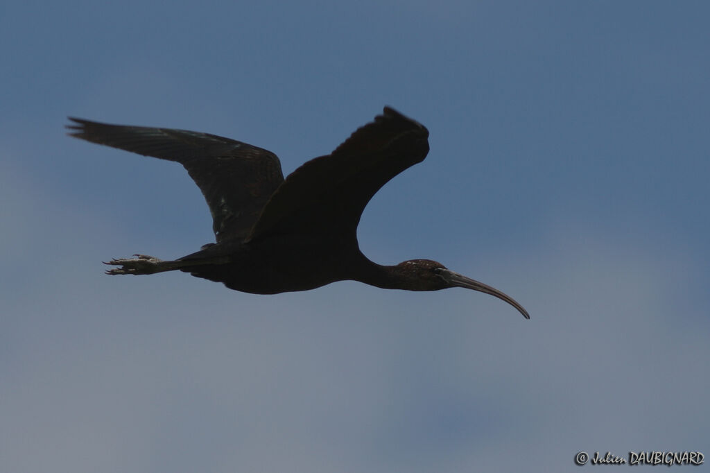 Glossy Ibis, Flight