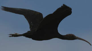 Glossy Ibis