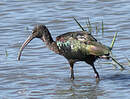Ibis falcinelle