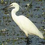 Aigrette garzette