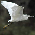 Aigrette garzette