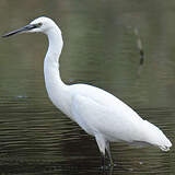 Little Egret