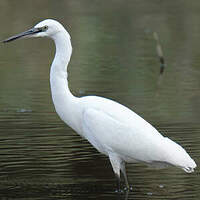 Aigrette garzette