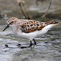Little Stint