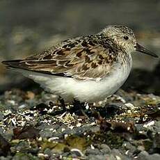 Bécasseau sanderling