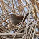 Bouscarle de Cetti