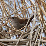 Bouscarle de Cetti